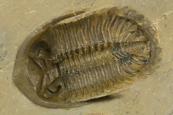 Fossil Hollardops Trilobite - Ventral Preparation #334907